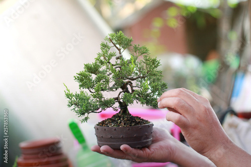 Making of Bonsai pruning, Pruning bonsai leaves