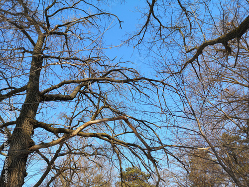 Bare branches of a dark tree against a blue sky in winter