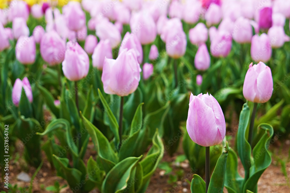 Selective focus. A field planted with many tulips in spring time. Colorful background with flowers for spring holiday season. Close up, copy space, top view.