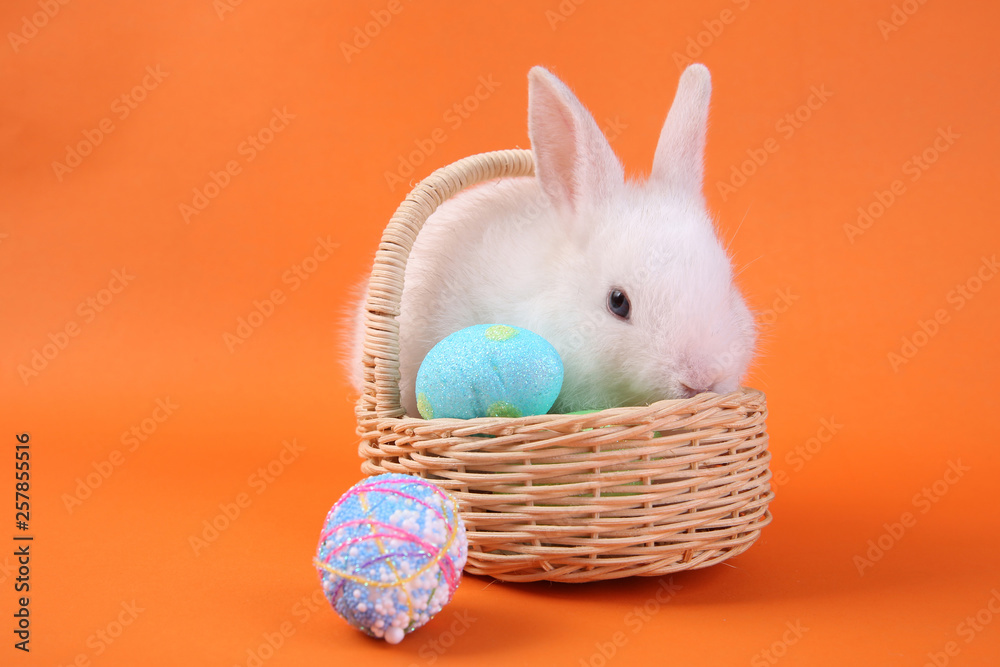 white baby rabbit in the wooden basket on orange background white baby rabbit in the wooden basket on orange background
