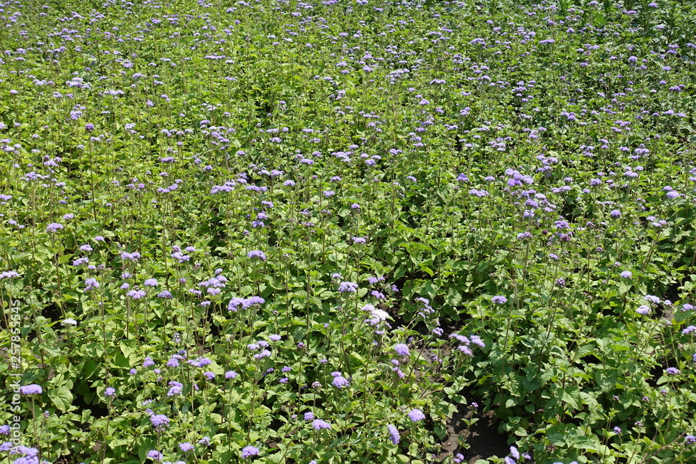 Flowerbed with lots of Ageratum houstonianum in bloom