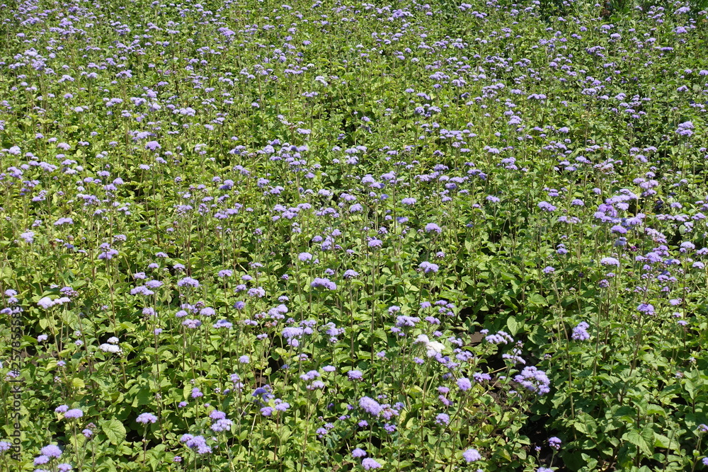 Flowering Ageratum houstonianum in the garden in mid July Flowering Ageratum houstonianum in the garden in mid July