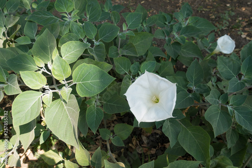 Datura innoxia in bloom in late summer photo