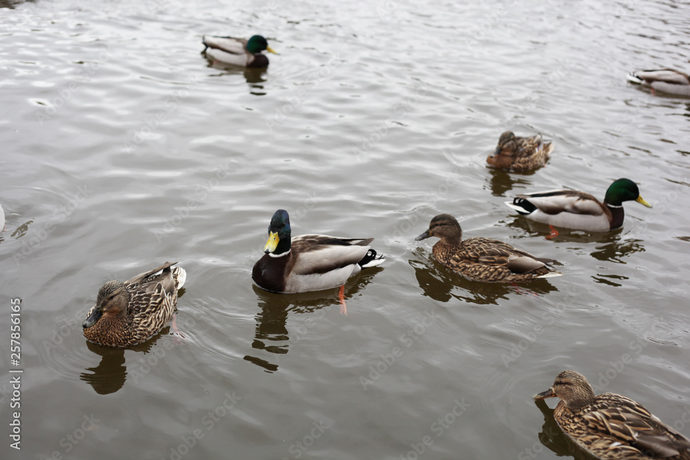 Ducks on the lake Ducks on the lake
