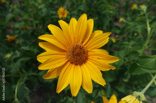 Amber yellow flower of Heliopsis helianthoides in June