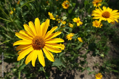 Closeup of showy yellow flower of Heliopsis helianthoides