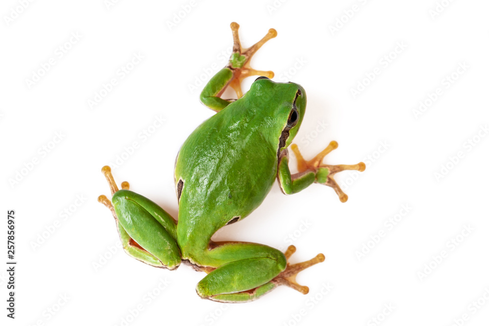 Fototapeta premium Green Tree Frog Climbing On White Close-Up Hyla arborea