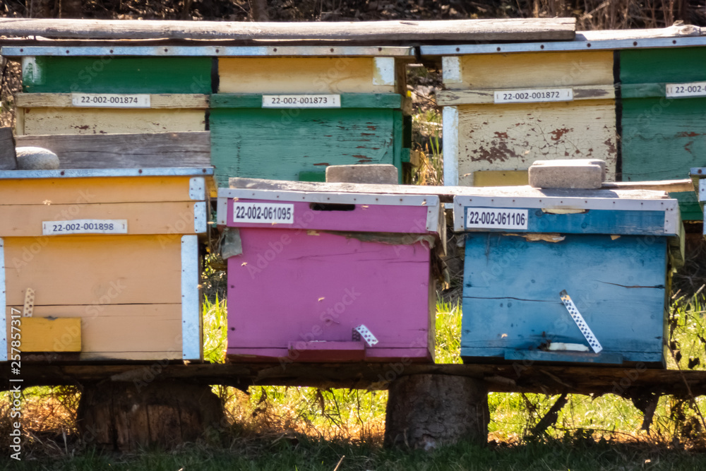 Bee Hives in spring. Bees at work reaping pollen to make honey. Bee Hives in spring. Bees at work reaping pollen to make honey.