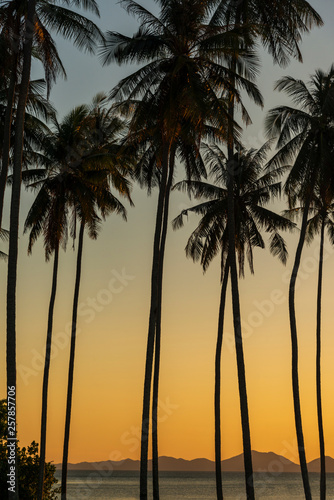 Palm tree silhouettes at sunset