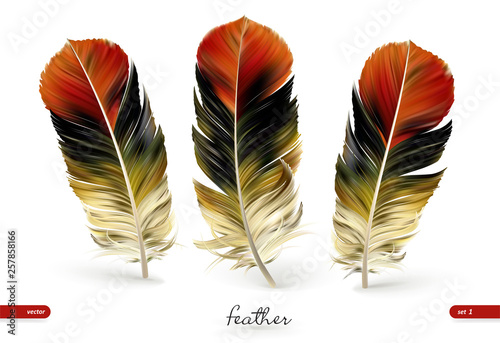 Set of realistic feathers - vector illustration. Isolated on white background. Eps10.
