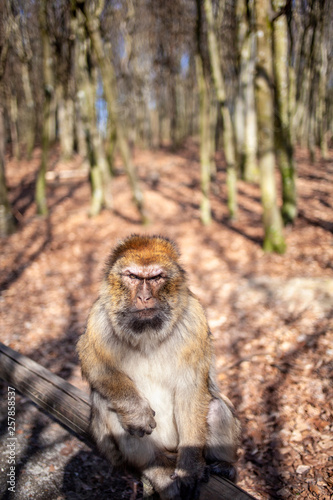 Grimmiger Affe sitzt auf einem Balken im Freien © Simon Graphics