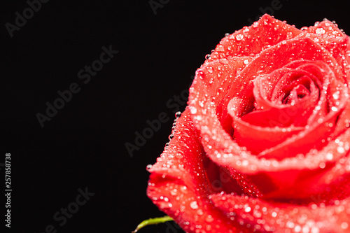 Single red rose with rain drop over black background