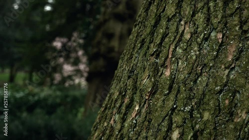Young woman walks in the forest path half covered by a tree trunk