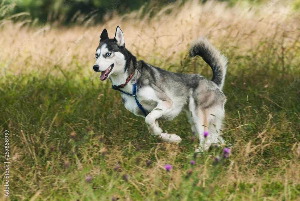 A husky dog jumping in a field