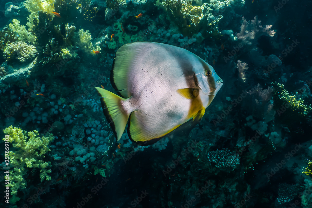 Obraz premium Fish swim in the Red Sea, colorful fish, Eilat Israel