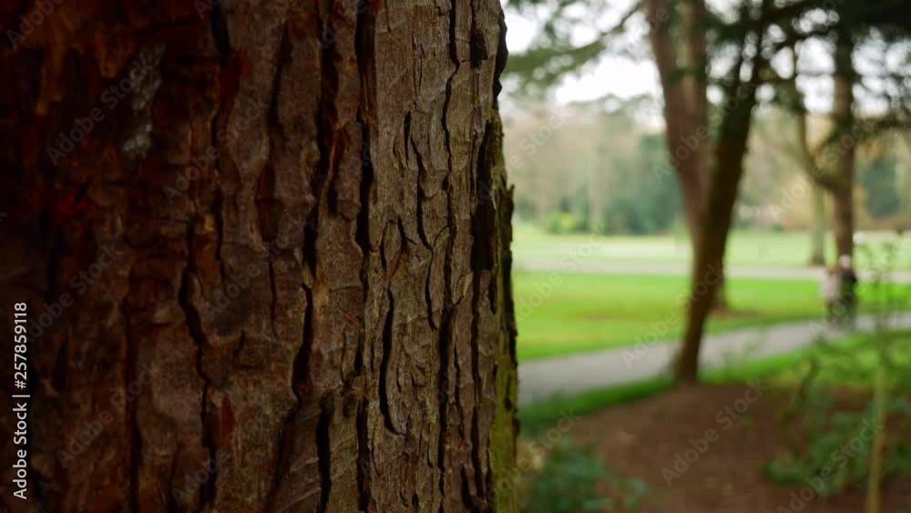 Old couple walk in the sunny park half covered by a tree trunk Old couple walk in the sunny park half covered by a tree trunk