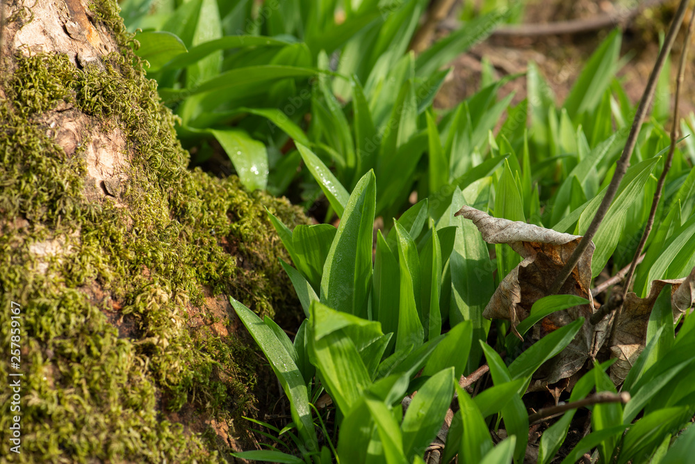 frischer Bärlauch wächst im Frühjahr am Eichenbaum