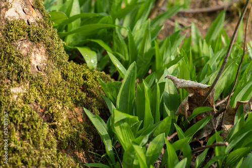 frischer Bärlauch wächst im Frühjahr am Eichenbaum