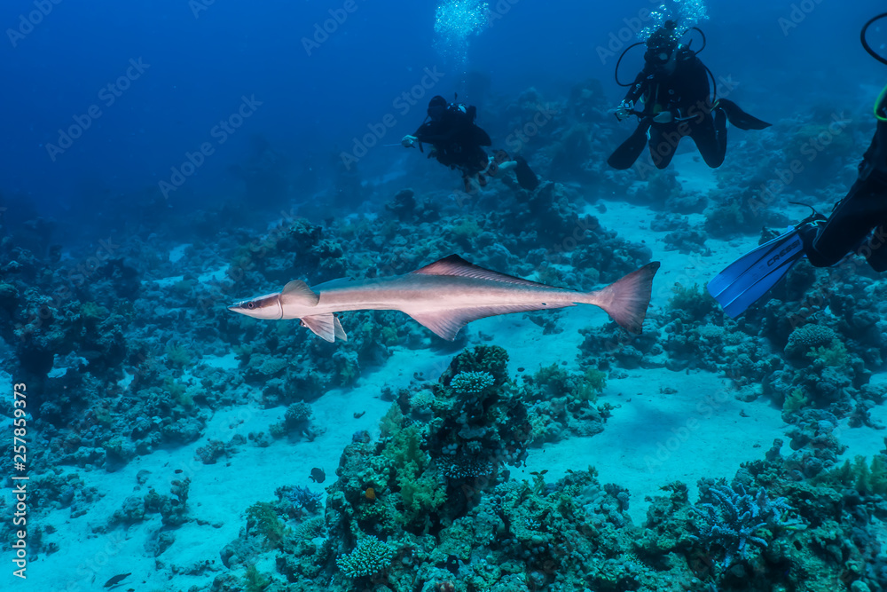 Fish swim in the Red Sea, colorful fish, Eilat Israel Fish swim in the Red Sea, colorful fish, Eilat Israel