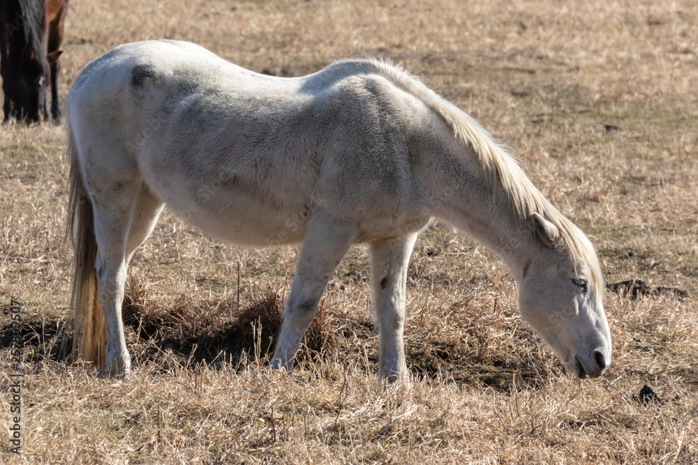 Beautiful horses in spring in the meadow eat grass. Horse walking in field. Beautiful horses in spring in the meadow eat grass. Horse walking in field.