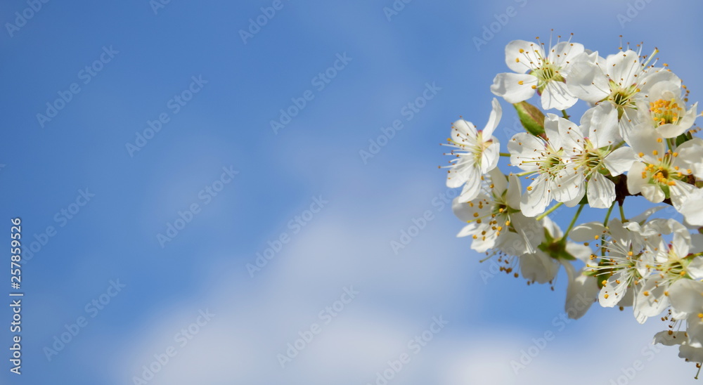 Banner Hintergrund mit Textfreiraum - weiße Blüten Banner Hintergrund mit Textfreiraum - weiße Blüten