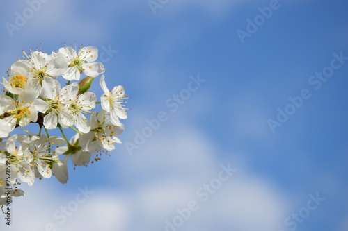 Blühender Kirschbaumzweige vor blauen Himmel