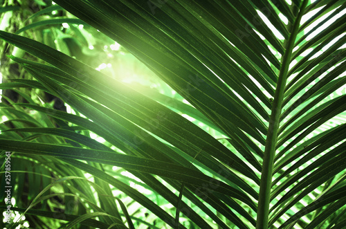 Sunlight and green tropical leaves. © Tetiana