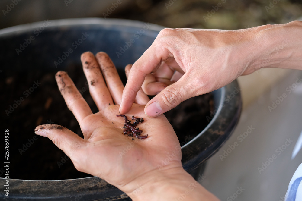 Obraz premium farmer hand holding earthworm. composting worm for producting compost manure