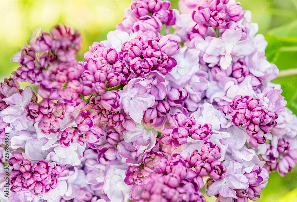Lush lilac bloom in the spring sunny garden. Close-up. Lush lilac bloom in the spring sunny garden. Close-up.