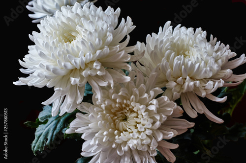 White chrysanthemums are spherical in shape with a green core on a blurred background. Russia, Moscow, holiday, gift, mood, nature, flower, plant, bouquet, macro. Black background