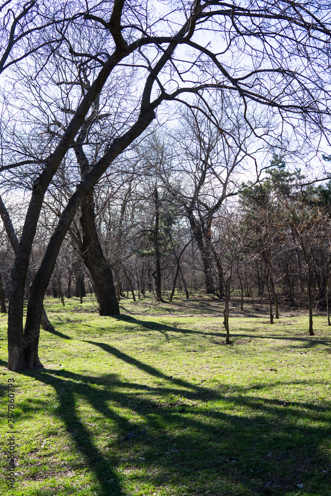 Early springtime city park with green grass Early springtime city park with green grass