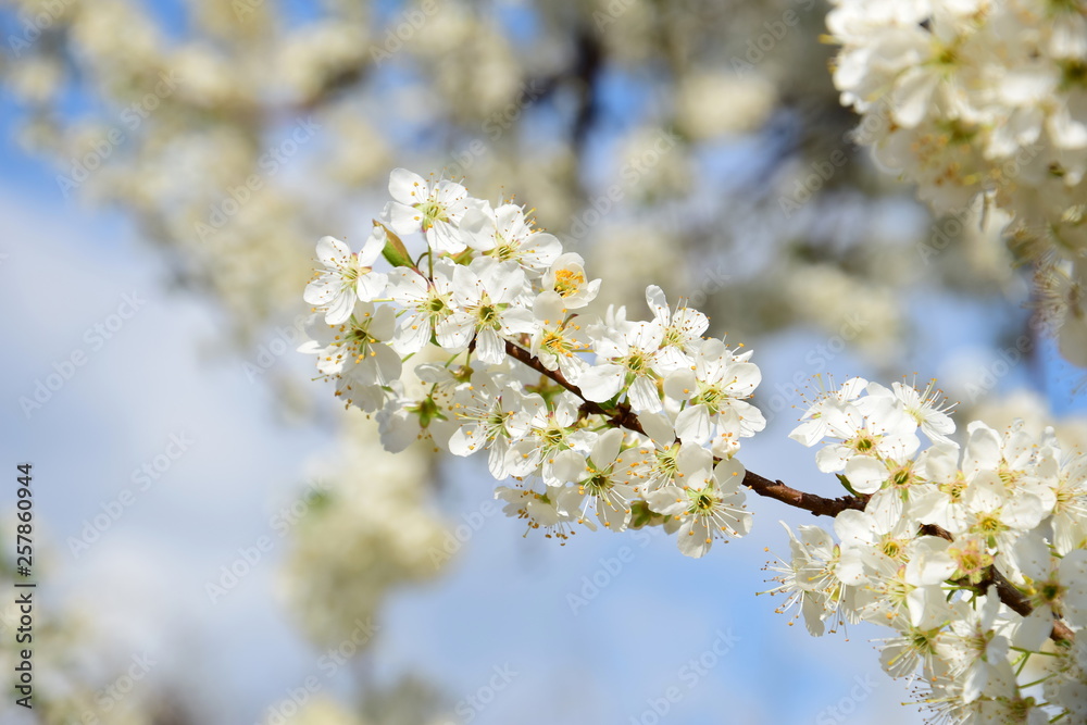 Kirschenblüten im Sonnenschein Kirschenblüten im Sonnenschein