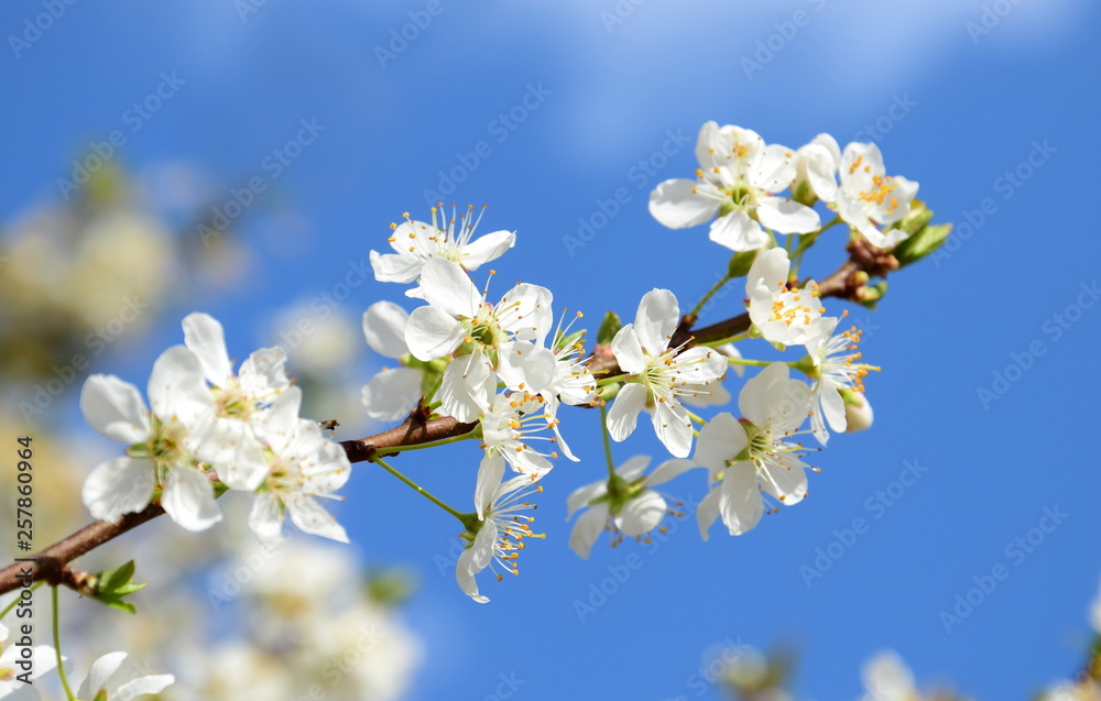 Kirschbaumblüten vor blauen Himmel Kirschbaumblüten vor blauen Himmel