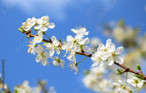 Weiße Kirschblüten - Frühlingsbeginn in Südtirol