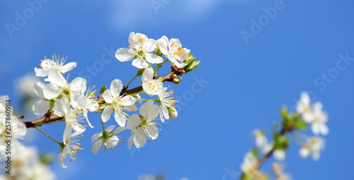 Kirschblütenzweige im Frühling © Zeitgugga6897