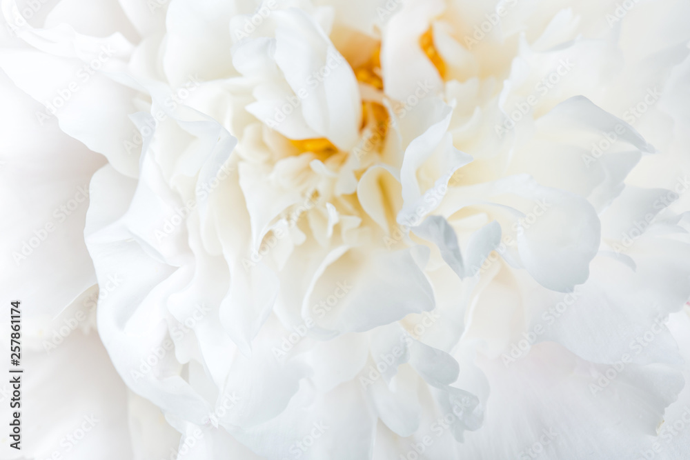 Fototapeta premium white peonies close-up.