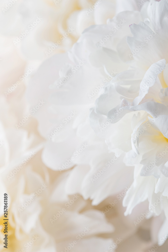 Obraz premium white peonies close-up.