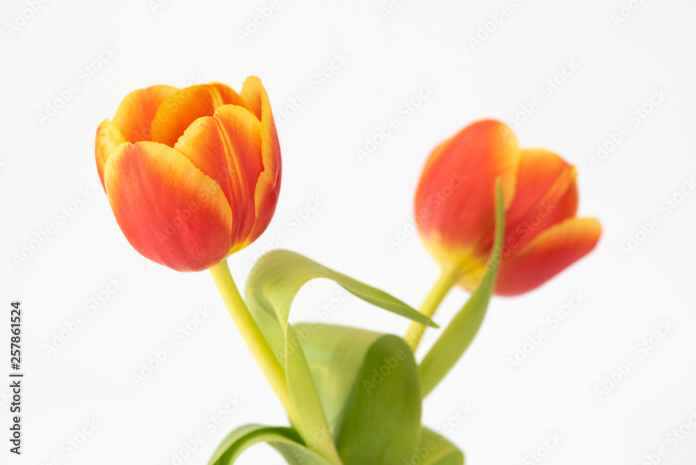Tulpen / Blumen / Frühlingsblumen