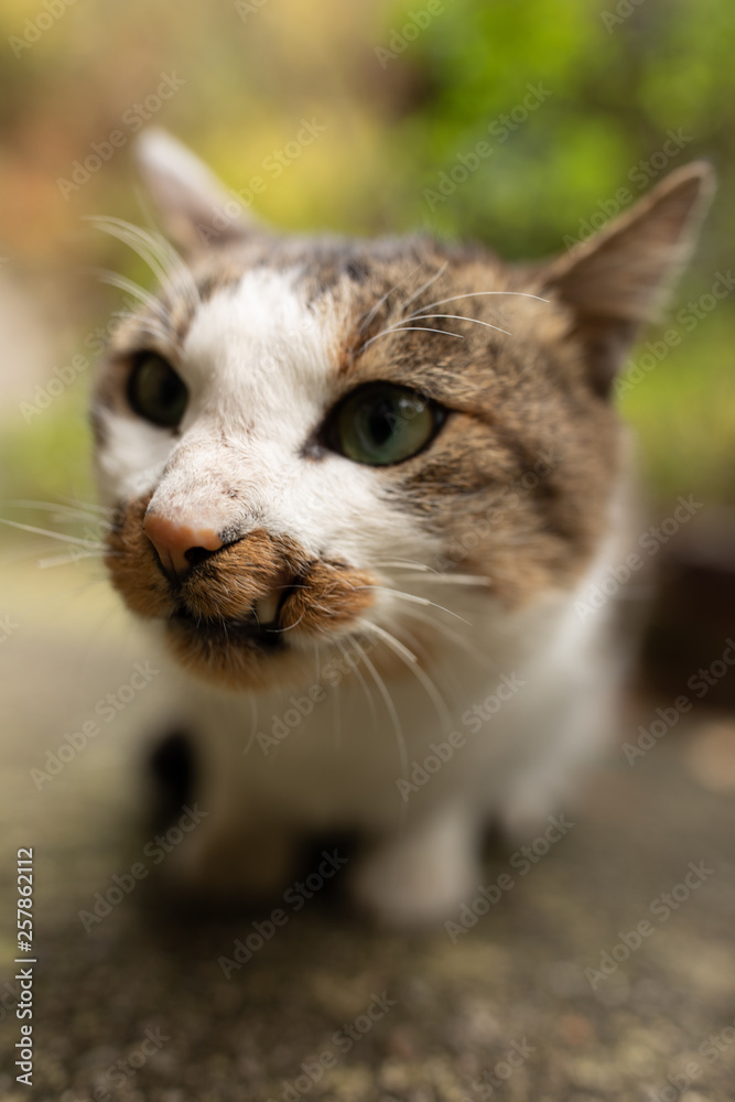 Obraz premium 猫