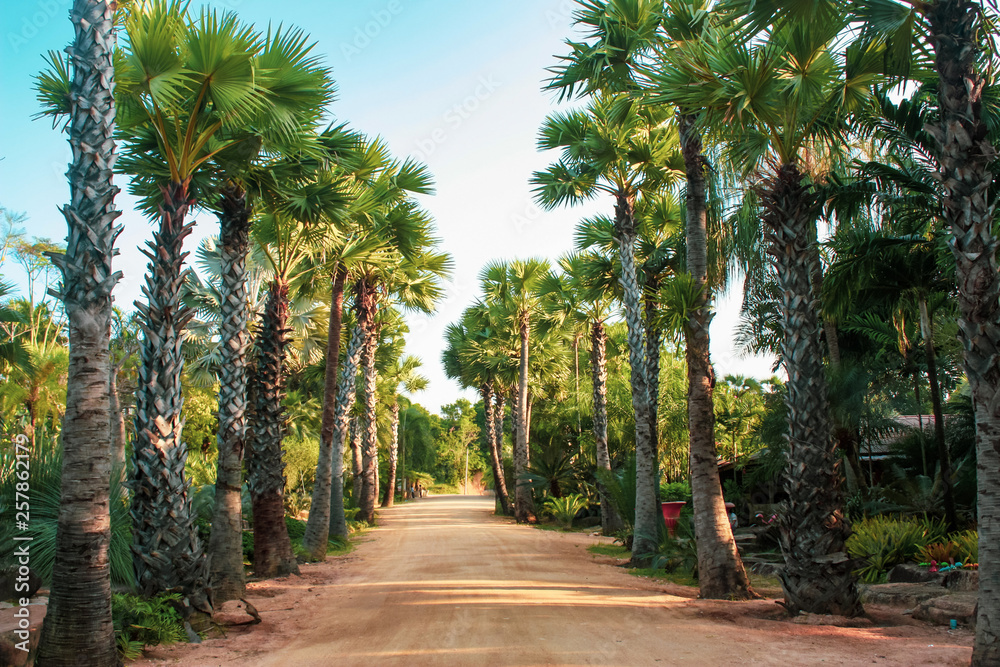  tropical greenery in the garden of Thailand. Exotic road