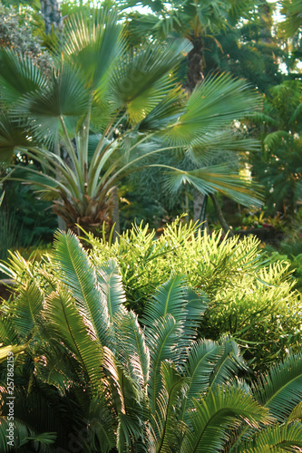 tropical plants  palms foliage  greenery background Thailand