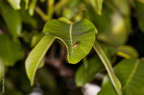 small fly on the leaf