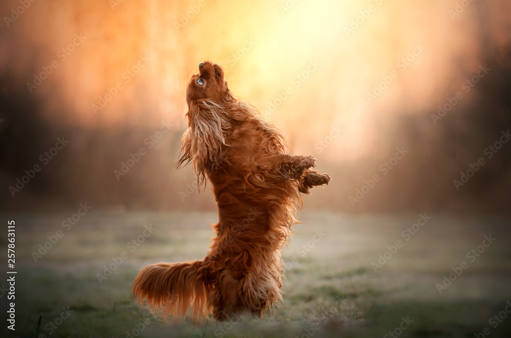 Fototapeta cavalier king charles spaniel pies robi sztuczki piękny świt magiczny lekki portret