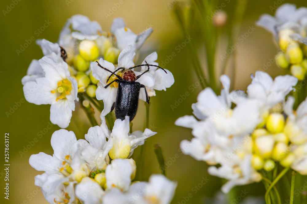 insect is looking for food on the flower insect is looking for food on the flower