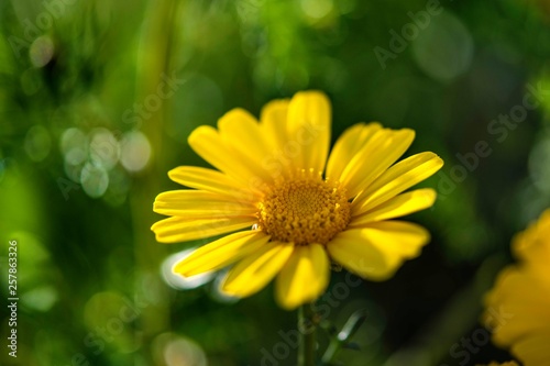 Flower Yellow _ Green 