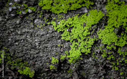 Green moss on ground © Beach boy 2024