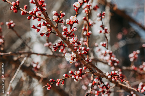 Cherry blossom tree with white little flowers