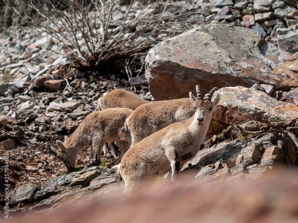 Fototapeta premium Iberian wild goat (Capra pyrenaica) grazing and climbing in the mountain in Salamanca, Spain