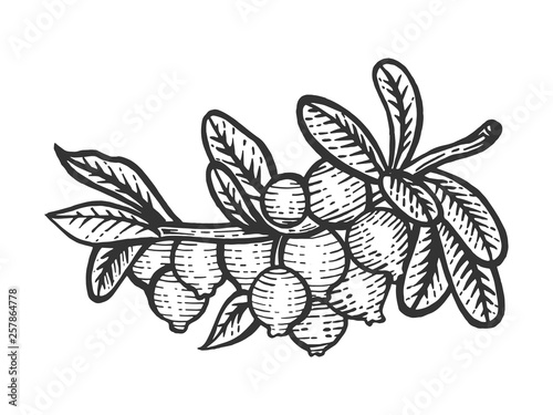 Cranberry branch sketch engraving vector illustration. Scratch board style imitation. Hand drawn image.