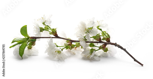 Cherry tree flowers on twig blooming isolated on white background